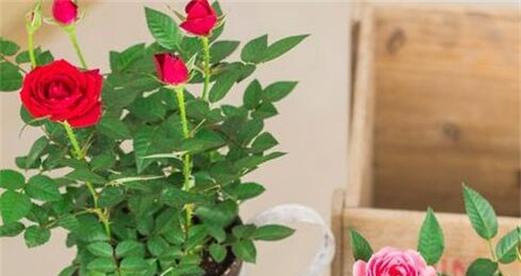 玫瑰花水养技巧有哪些?水养过程中应注意什么问题?