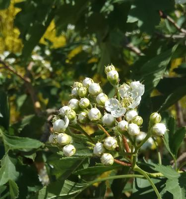 山楂树几年能开花结果？如何促进其结果？