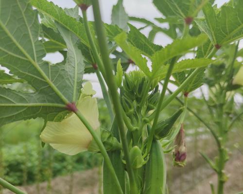 秋葵开花结果需要多长时间？如何促进秋葵快速结果？