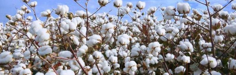 棉花开花时间是什么时候？几月份会开花？