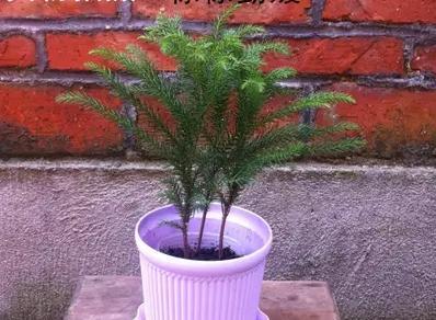 澳洲杉净化空气效果如何？它真的能吸甲醛吗？