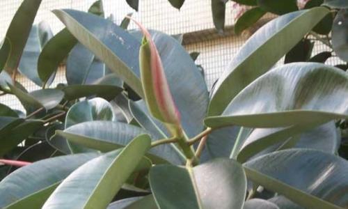 橡皮树怎么养家庭养法家里养殖方法？常见问题有哪些解决方法？