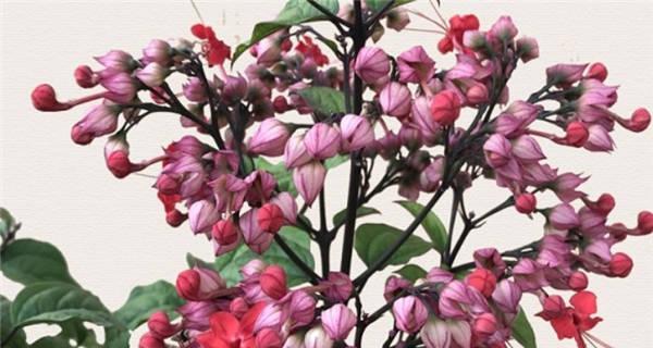 龙吐珠会结籽吗?如何正确种植和养护以促进结果?