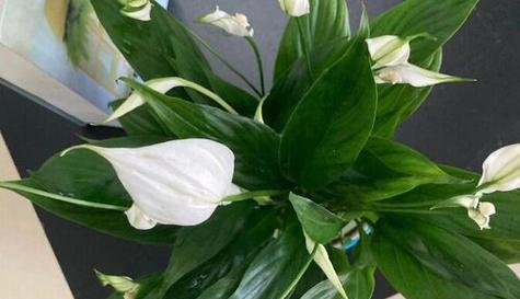 水培白掌养殖旺盛的秘诀是什么？如何解决生长问题？