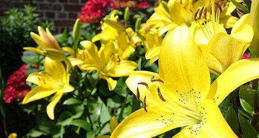 黄百合有毒性吗？室内养护需要注意什么？