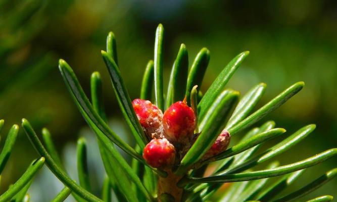 日本冷杉属于裸子植物吗?裸子植物的定义是什么? 日本冷杉属于裸子植物吗?裸子植物的定义是什么?