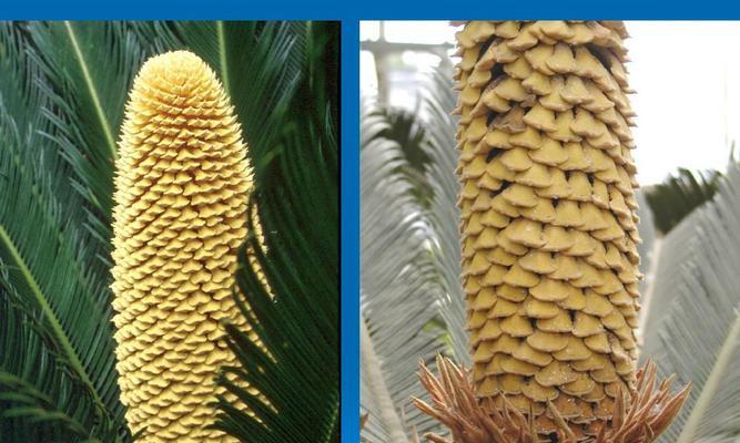 日本冷杉属于裸子植物吗?裸子植物的定义是什么? 日本冷杉属于裸子植物吗?裸子植物的定义是什么?