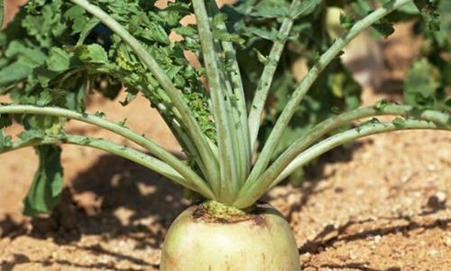 萝卜耐寒多少度？如何确保冬季种植成功？