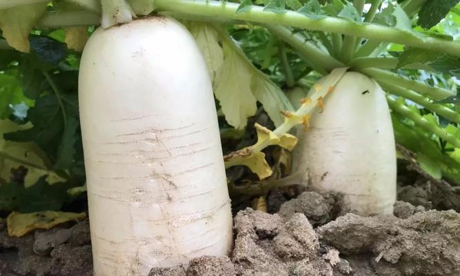 萝卜耐寒多少度？如何确保冬季种植成功？