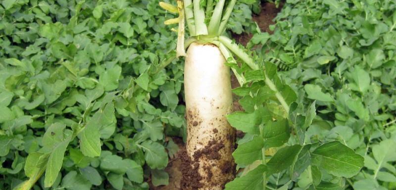 萝卜耐寒多少度？如何确保冬季种植成功？