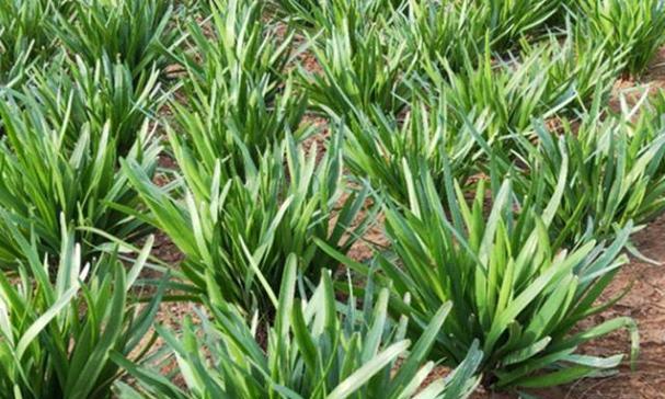 韭菜最佳种植时间和技术是什么时候？如何确保种植成功？