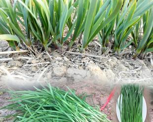 韭菜最佳种植时间和技术是什么时候？如何确保种植成功？
