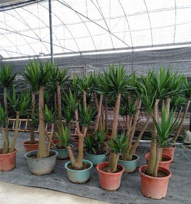 龙铁树家庭养殖方法有哪些？如何确保龙铁树长得好？