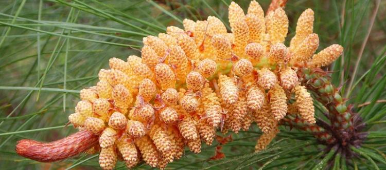 青松属于被子植物吗？青松的分类和特点是什么？