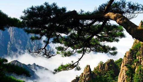 青松属于被子植物吗？青松的分类和特点是什么？