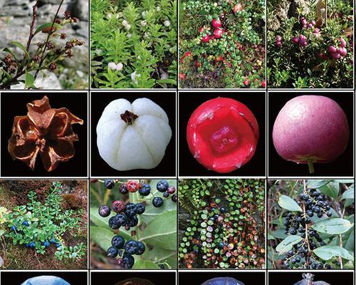 青松属于被子植物吗？青松的分类和特点是什么？