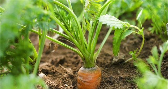 萝卜种植需要哪些条件？生长环境的条件是什么？