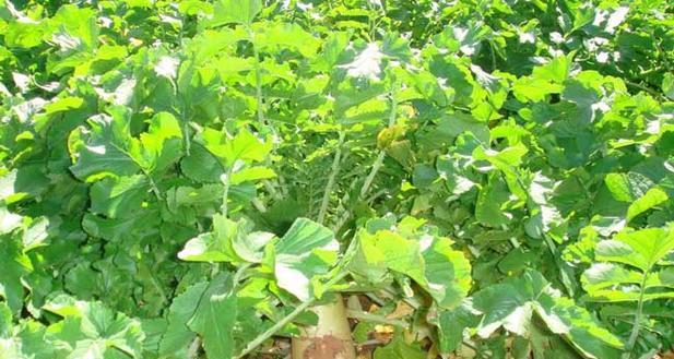 萝卜种植需要哪些条件？生长环境的条件是什么？