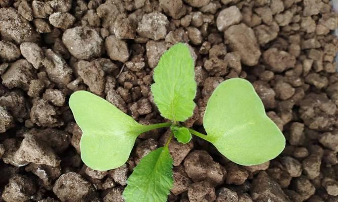 萝卜种植需要哪些条件？生长环境的条件是什么？