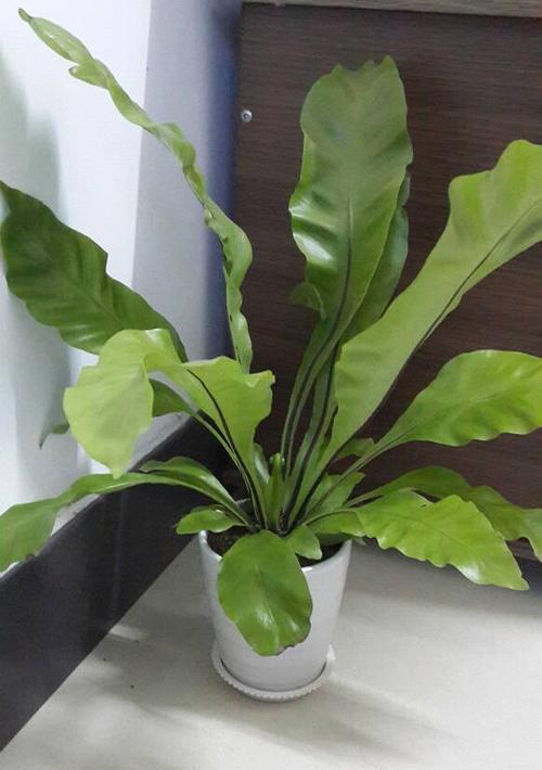 鸟巢蕨多久浇一次水合适？如何正确养护？