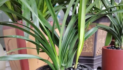 家里可以种兰花吗？如何正确养护兰花？
