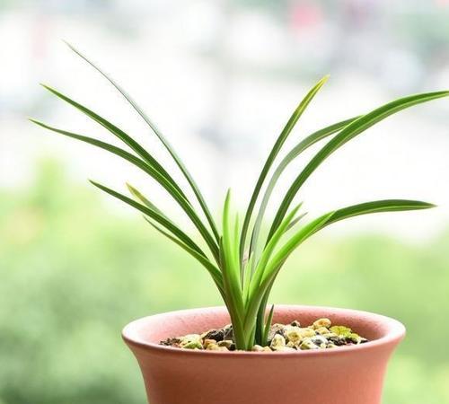 家里可以种兰花吗？如何正确养护兰花？