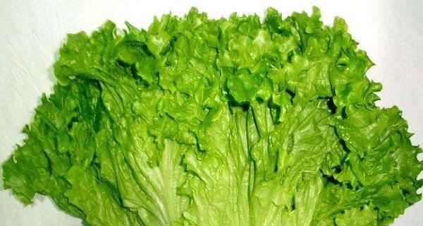 西生菜的功效与作用是什么？如何正确食用以获得最大益处？