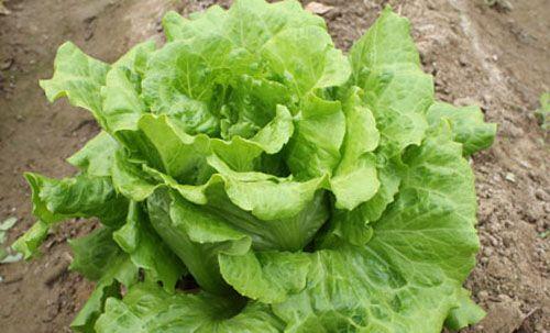 西生菜的功效与作用是什么？如何正确食用以获得最大益处？