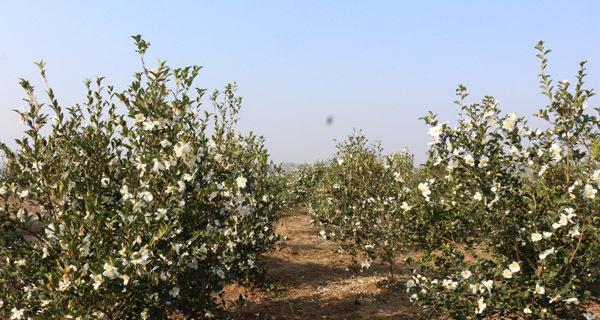 杭白菊亩产量多少斤？如何提高杭白菊的产量？