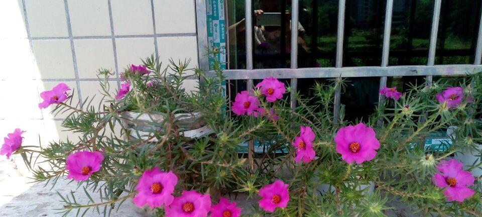 太阳花浇水频率如何根据季节调整？春夏秋冬浇水有何不同？