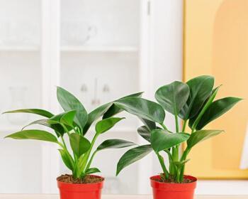 适合养在室内的植物有哪些？如何选择适合室内环境的植物？