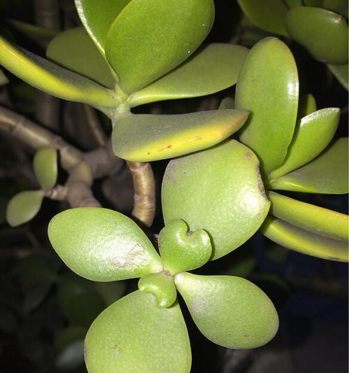 玉树叶子烂了怎么办？如何有效预防和处理？