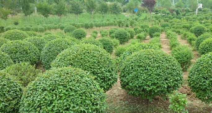 小叶女贞耐寒吗？如何在冬季保持其生长活力？