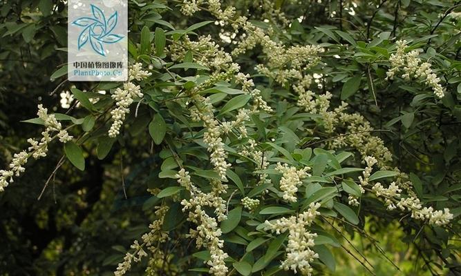 小叶女贞耐寒吗？如何在冬季保持其生长活力？