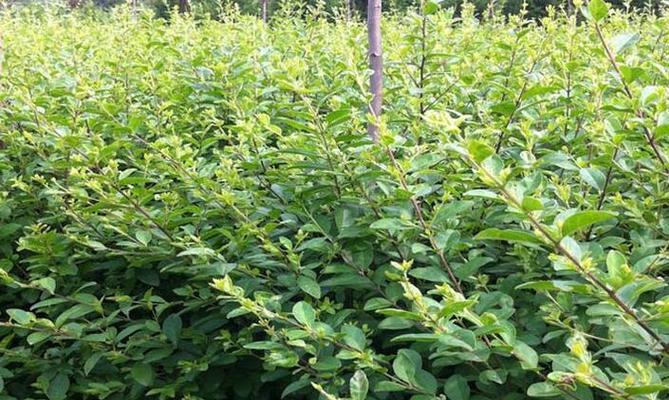 小叶女贞耐寒吗？如何在冬季保持其生长活力？