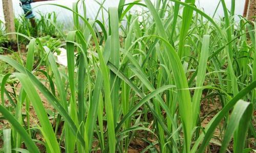 香茅在冬天会冻死吗？如何保护香茅过冬？
