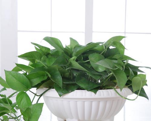 绿萝适合深盆还是浅盆?如何选择合适的花盆?