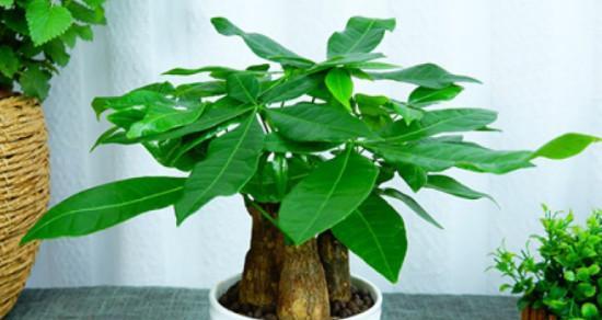 尿可以浇发财树吗？这样做对植物有什么影响？