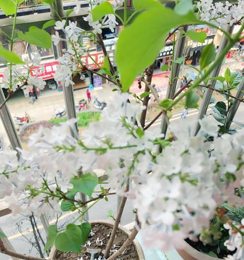 丁香花种在花盆里可行吗？如何正确种植和养护？