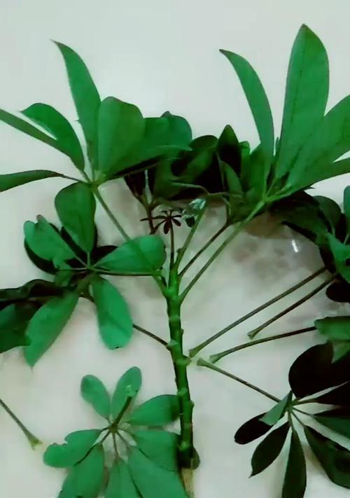 鸭脚木扦插的最佳时间是什么时候？如何提高成活率？