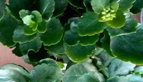 菊花不开花怎么办？如何正确养护促进开花？