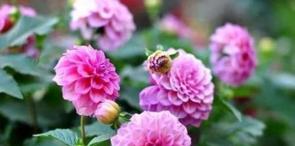 大丽花适合种在院子里吗?种植大丽花需要注意什么?