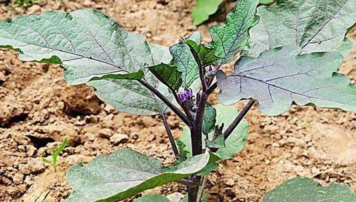 茄子苗什么时候种植最好?种植方法有哪些常见问题?
