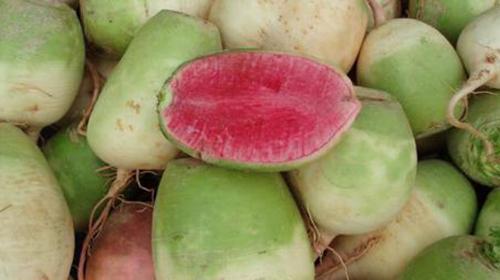 心里美萝卜什么时候种植最好?种植方法有哪些?