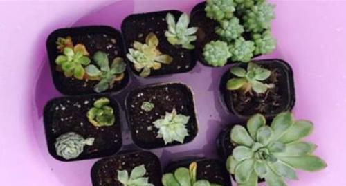 多肉植物浇水频率是多少？四季浇水有何区别？