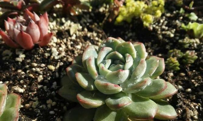 多肉植物浇水频率是多少？四季浇水有何区别？