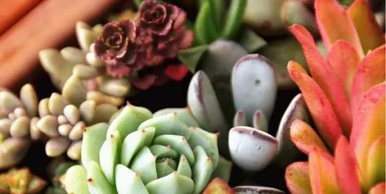 多肉植物浇水频率是多少?四季浇水有何区别?