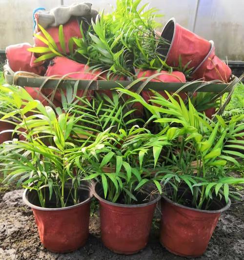 袖珍椰子养殖方法是什么?养殖过程中应注意哪些问题?