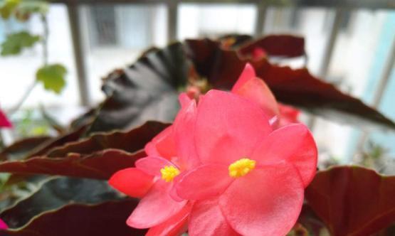 大叶海棠花怎么养?养殖过程中应注意哪些问题?