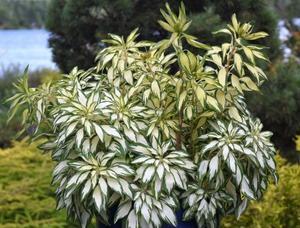 六出花夏季养护技巧?如何确保安全度夏? 六出花夏季养护技巧?如何确保安全度夏?